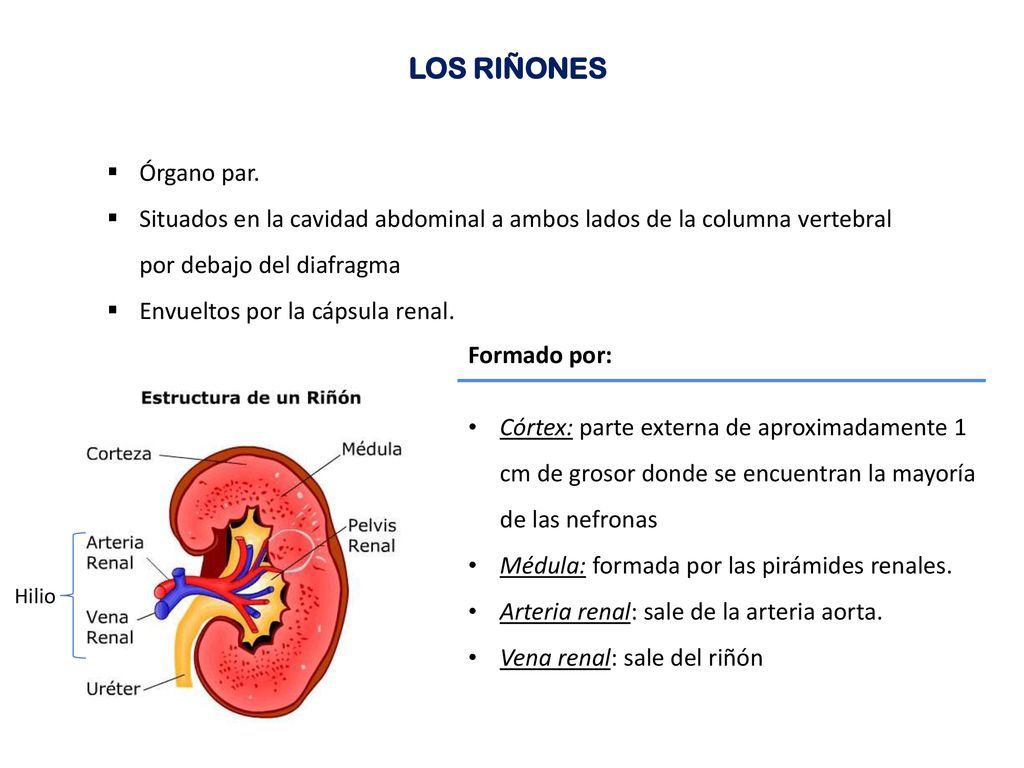 LOS RIÑONES Órgano par. Situados en la cavidad abdominal a ambos lados de la columna vertebral por debajo del diafragma.