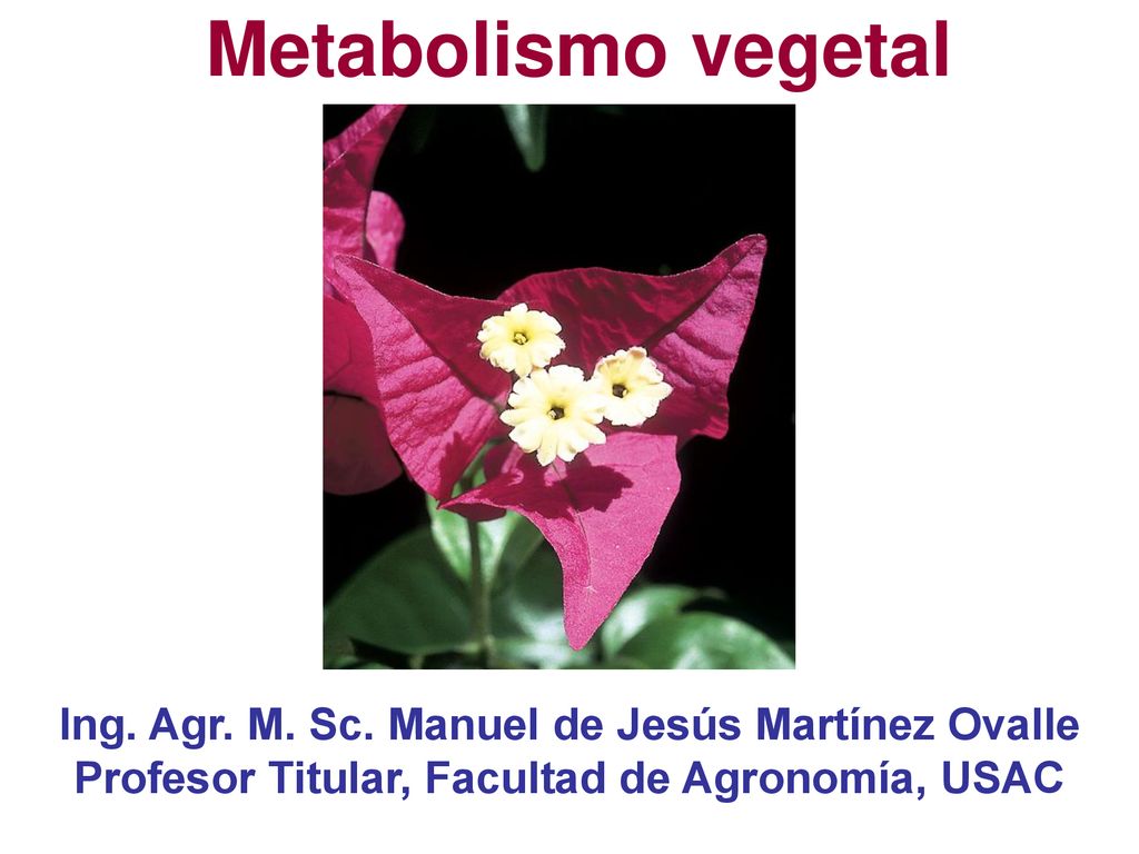 Metabolismo vegetal Ing. Agr. M. Sc. Manuel de Jesús Martínez Ovalle Profesor Titular, Facultad de Agronomía, USAC.