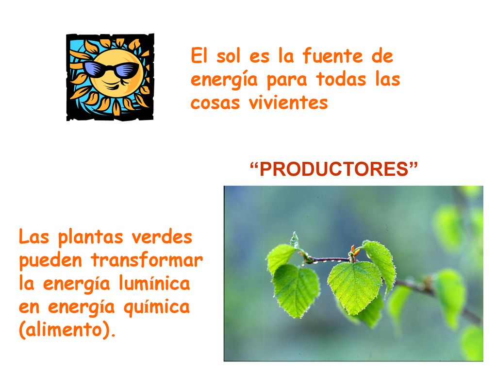 El sol es la fuente de energía para todas las cosas vivientes