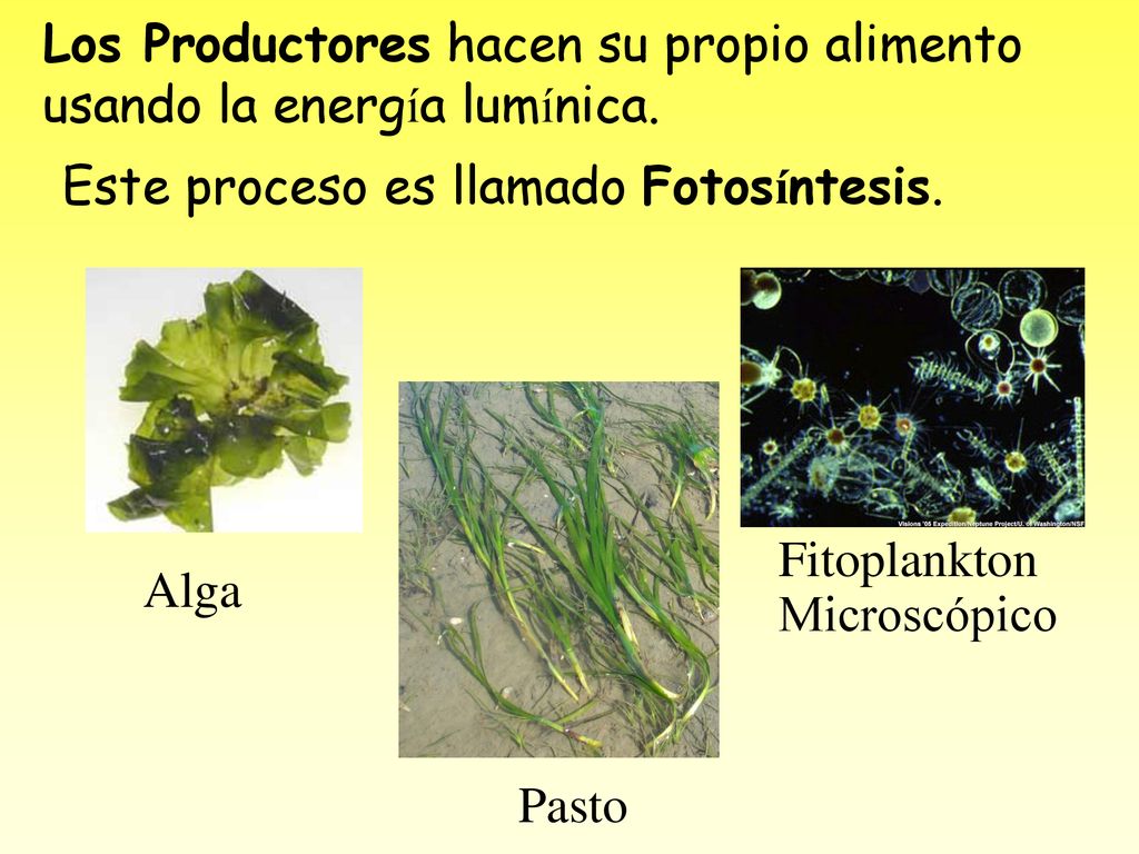 Los Productores hacen su propio alimento usando la energía lumínica.