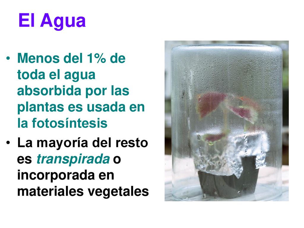 El Agua Menos del 1% de toda el agua absorbida por las plantas es usada en la fotosíntesis.