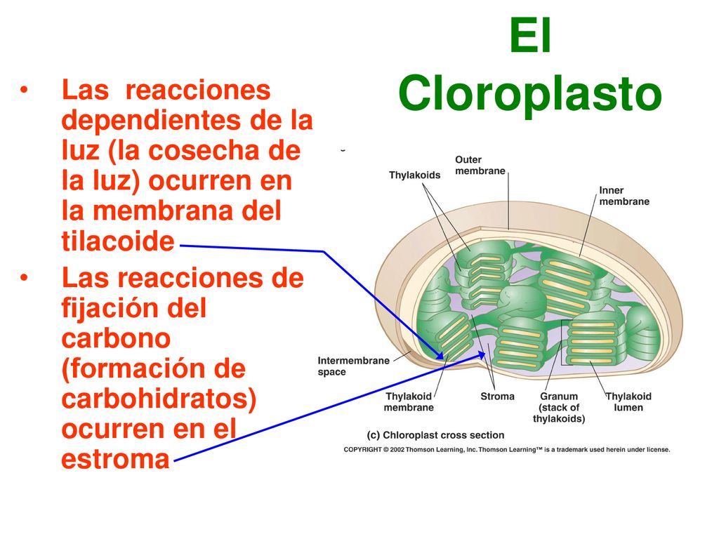 El Cloroplasto Las reacciones dependientes de la luz (la cosecha de la luz) ocurren en la membrana del tilacoide.
