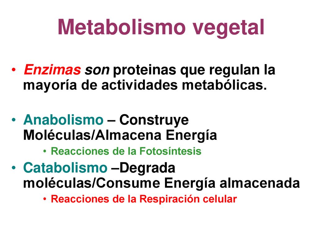 Metabolismo vegetal Enzimas son proteinas que regulan la mayoría de actividades metabólicas. Anabolismo – Construye Moléculas/Almacena Energía.
