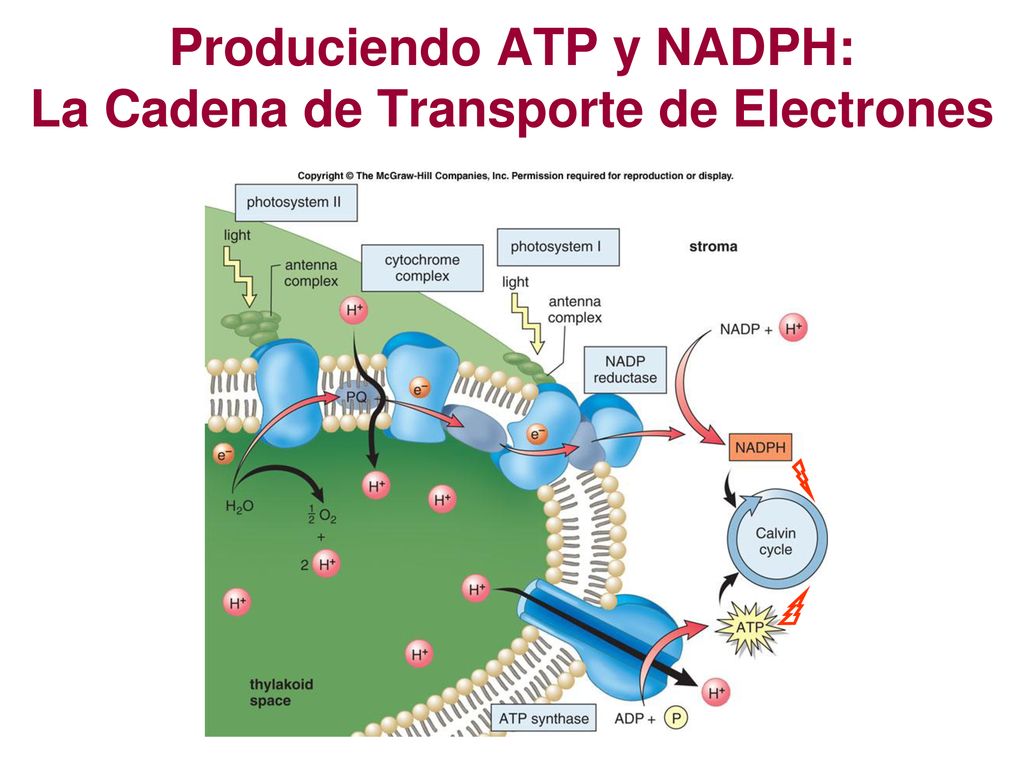 Produciendo ATP y NADPH: La Cadena de Transporte de Electrones