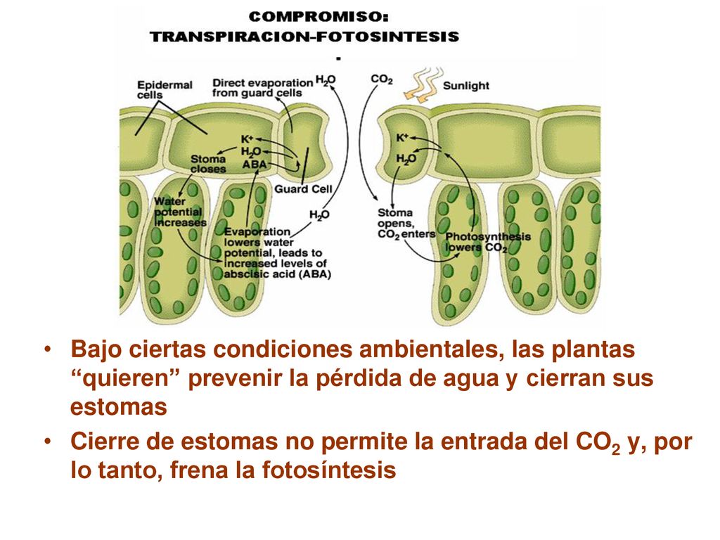 Bajo ciertas condiciones ambientales, las plantas quieren prevenir la pérdida de agua y cierran sus estomas