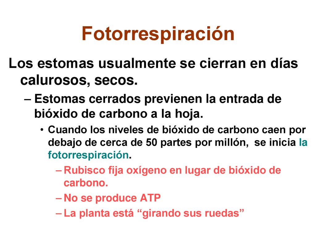 Fotorrespiración Los estomas usualmente se cierran en días calurosos, secos. Estomas cerrados previenen la entrada de bióxido de carbono a la hoja.