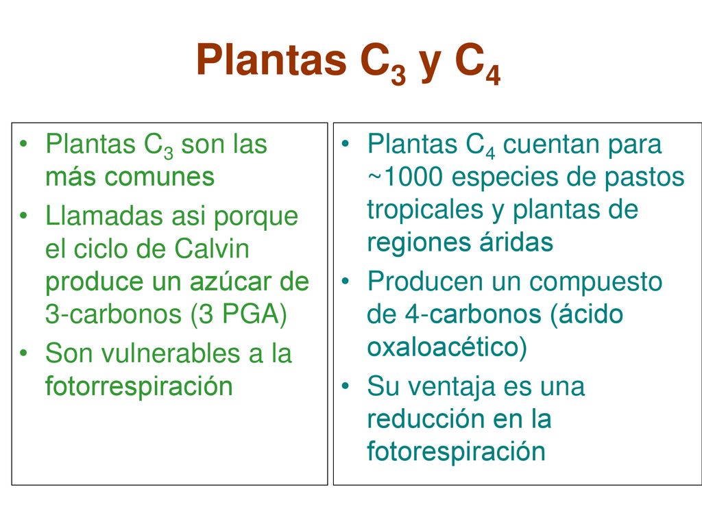 Plantas C3 y C4 Plantas C3 son las más comunes