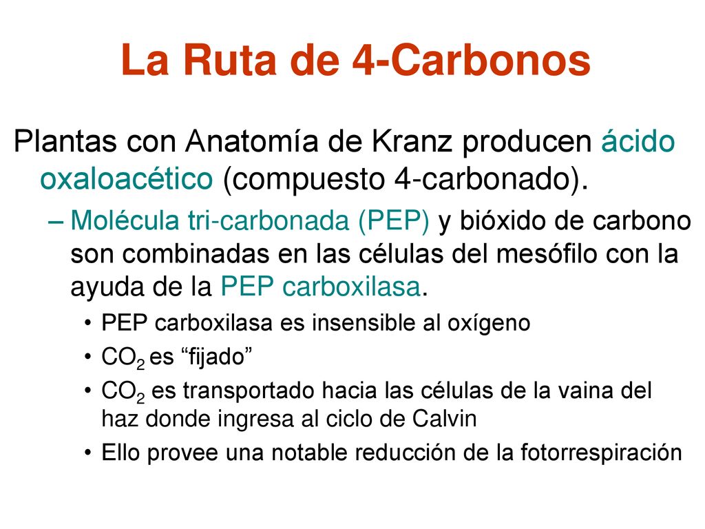 La Ruta de 4-Carbonos Plantas con Anatomía de Kranz producen ácido oxaloacético (compuesto 4-carbonado).