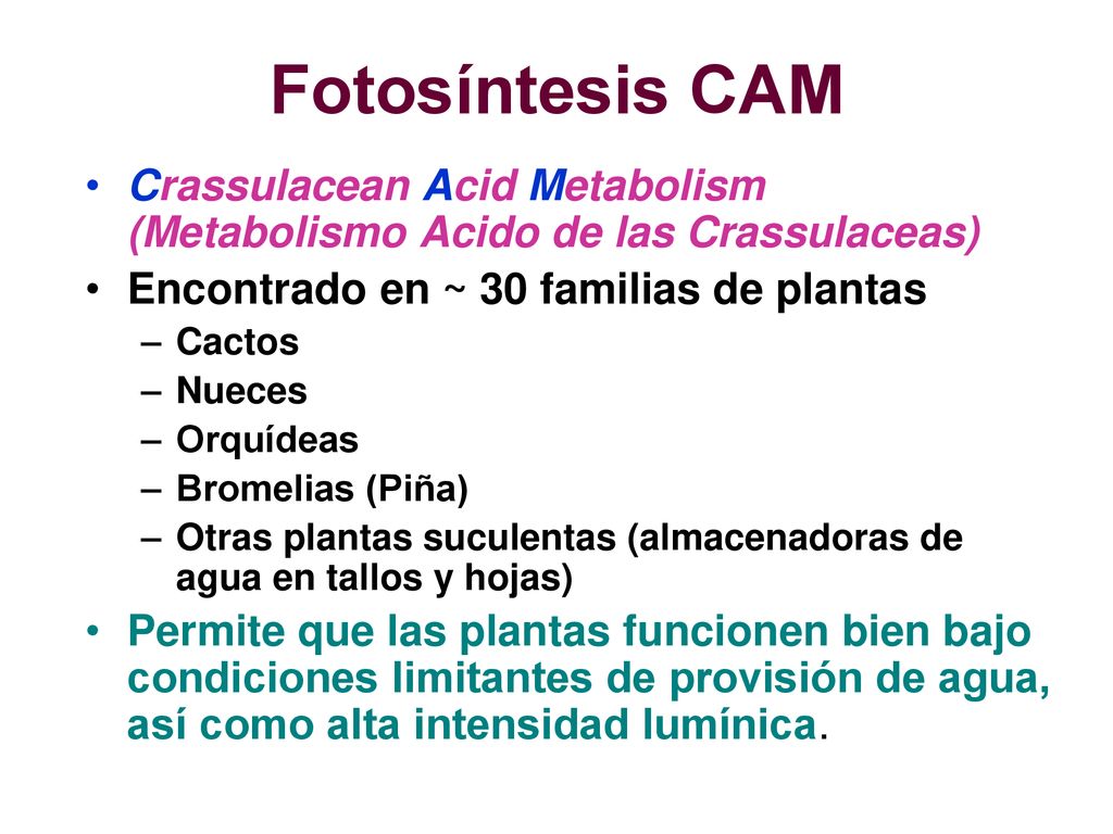 Fotosíntesis CAM Crassulacean Acid Metabolism (Metabolismo Acido de las Crassulaceas) Encontrado en ~ 30 familias de plantas.