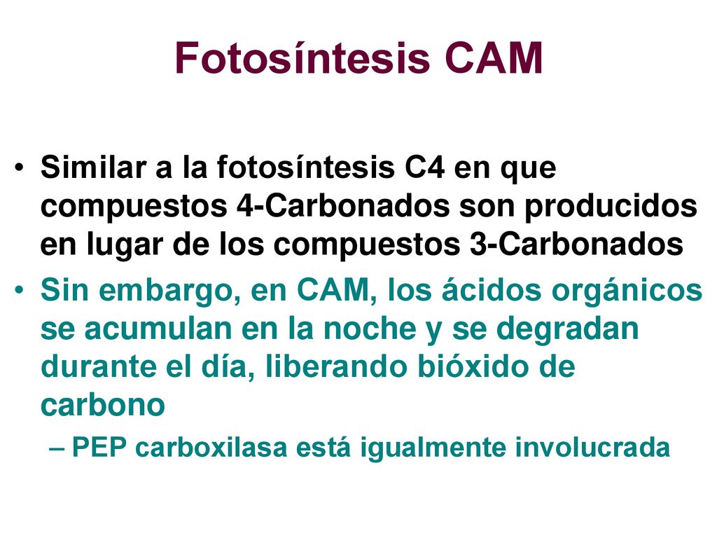 Fotosíntesis CAM Similar a la fotosíntesis C4 en que compuestos 4-Carbonados son producidos en lugar de los compuestos 3-Carbonados.
