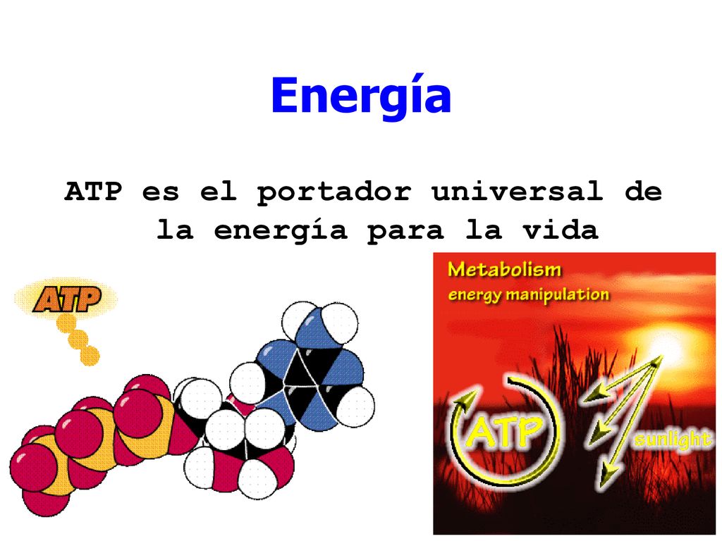 ATP es el portador universal de la energía para la vida