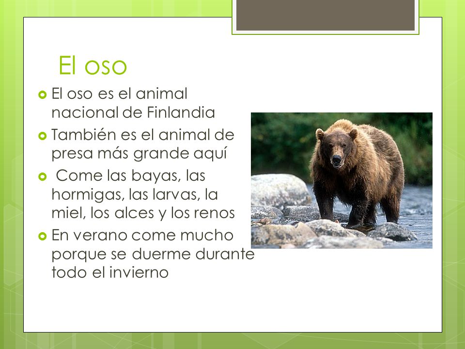 El oso El oso es el animal nacional de Finlandia