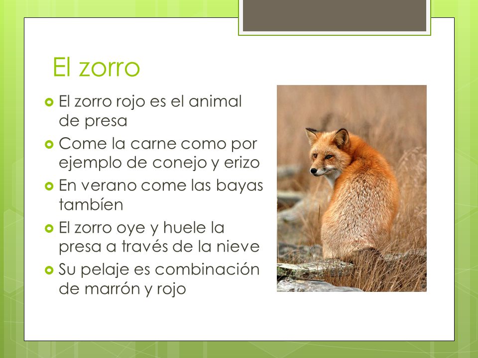 El zorro El zorro rojo es el animal de presa