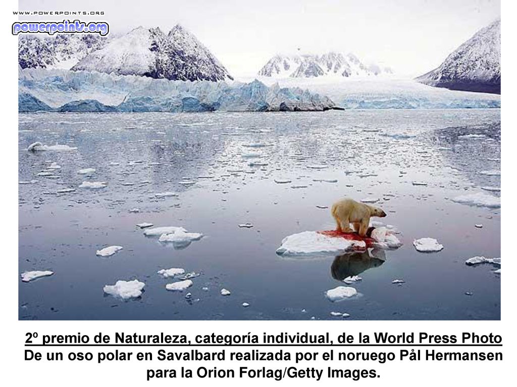 2º premio de Naturaleza, categoría individual, de la World Press Photo De un oso polar en Savalbard realizada por el noruego Pål Hermansen para la Orion Forlag/Getty Images.