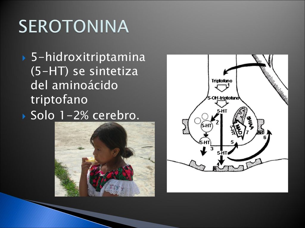 SEROTONINA 5-hidroxitriptamina (5-HT) se sintetiza del aminoácido triptofano Solo 1-2% cerebro.