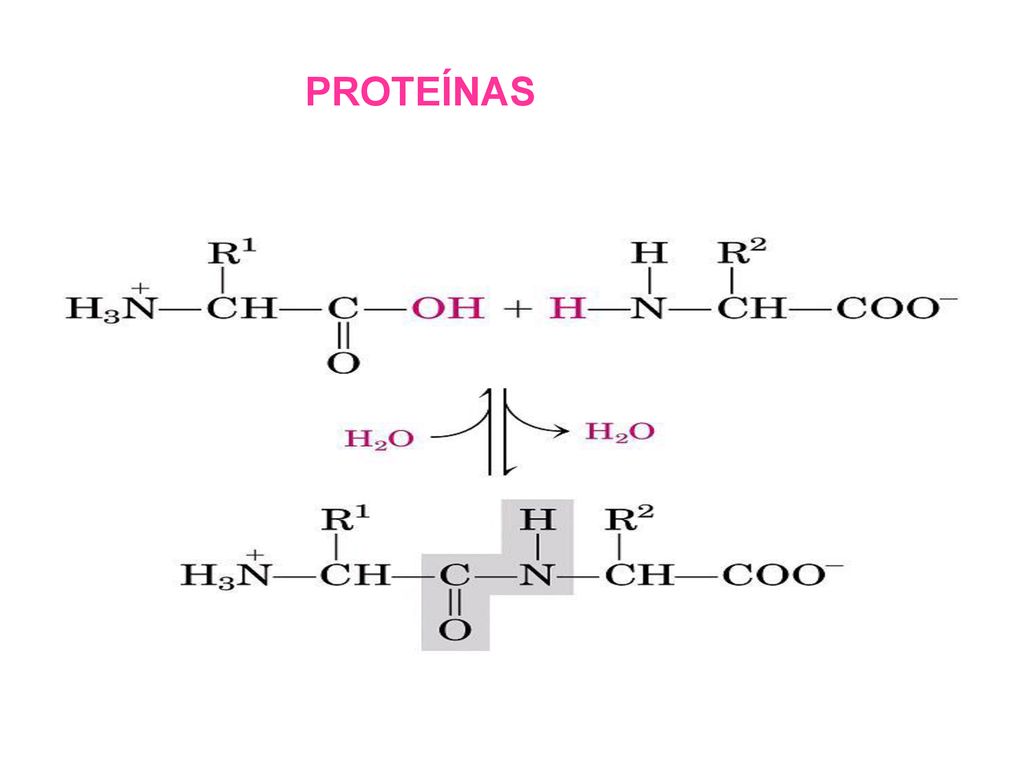 PROTEÍNAS