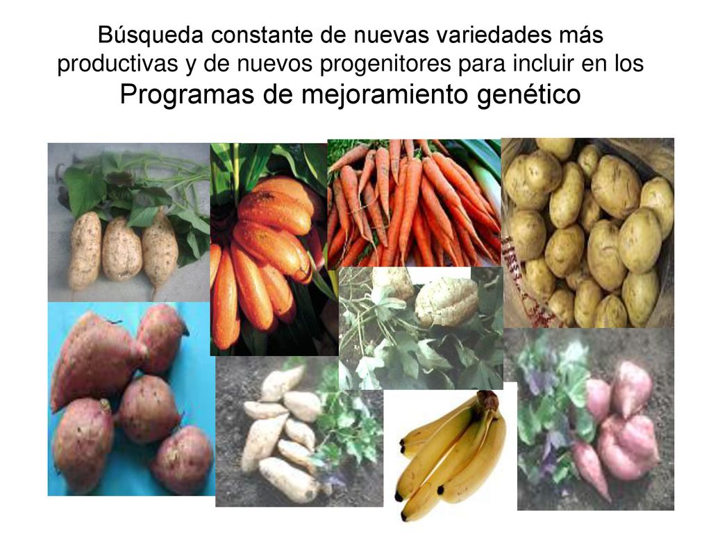 Búsqueda constante de nuevas variedades más productivas y de nuevos progenitores para incluir en los Programas de mejoramiento genético