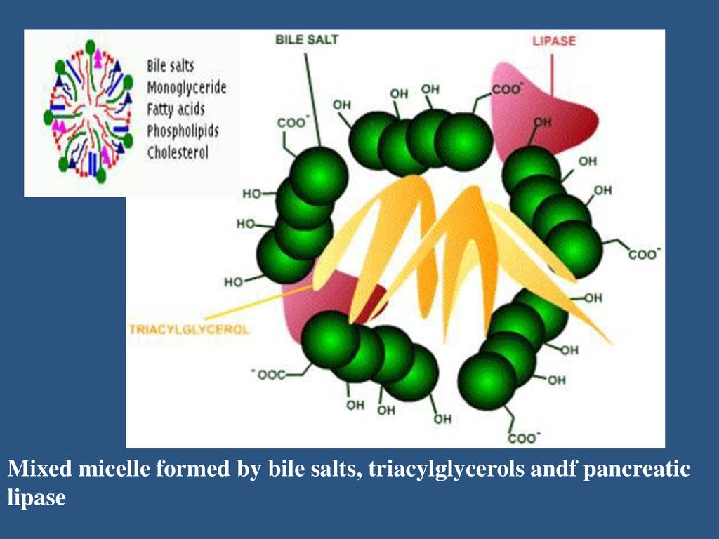 Mixed micelle formed by bile salts, triacylglycerols andf pancreatic