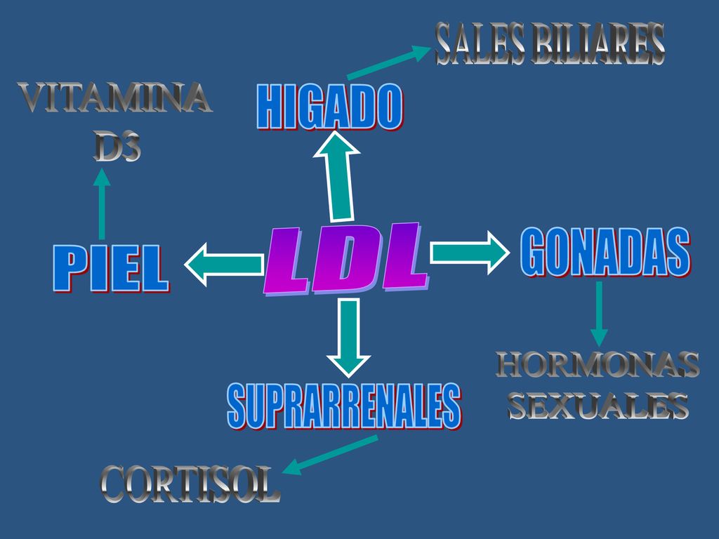 LDL SALES BILIARES VITAMINA D3 HIGADO GONADAS PIEL HORMONAS SEXUALES