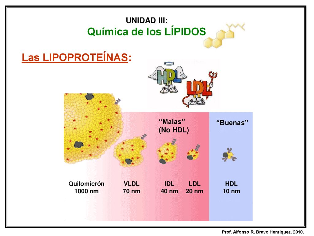 Química de los LÍPIDOS Las LIPOPROTEÍNAS: UNIDAD III: Malas Buenas