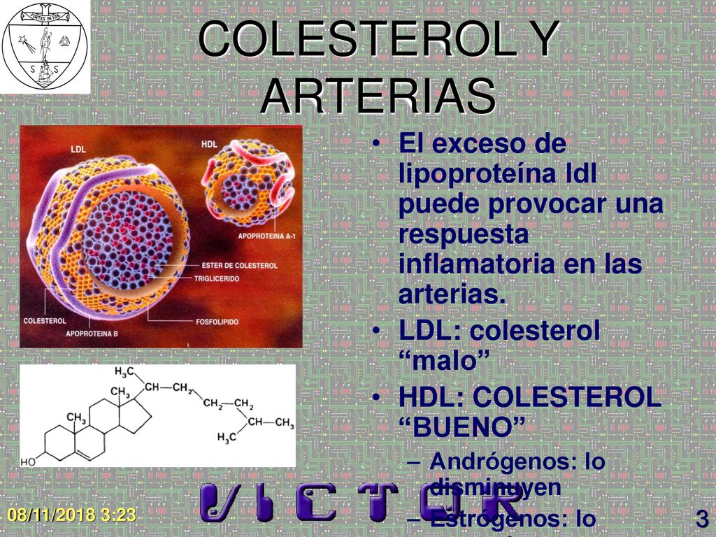 COLESTEROL Y ARTERIAS El exceso de lipoproteína ldl puede provocar una respuesta inflamatoria en las arterias.