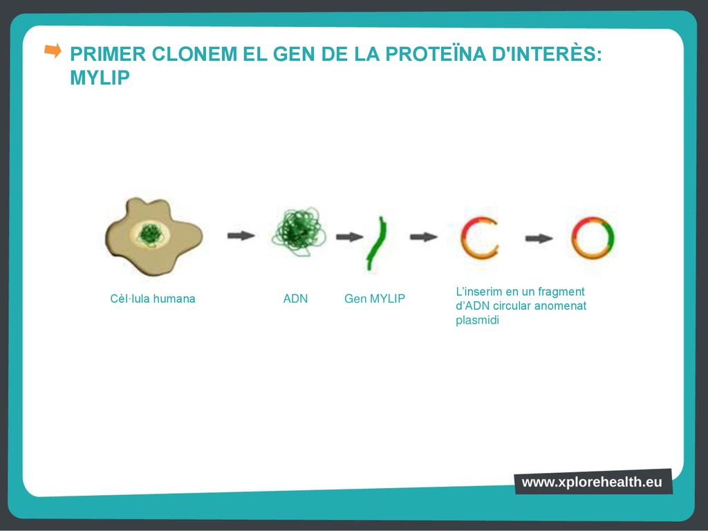 PRIMER CLONEM EL GEN DE LA PROTEÏNA D INTERÈS: MYLIP