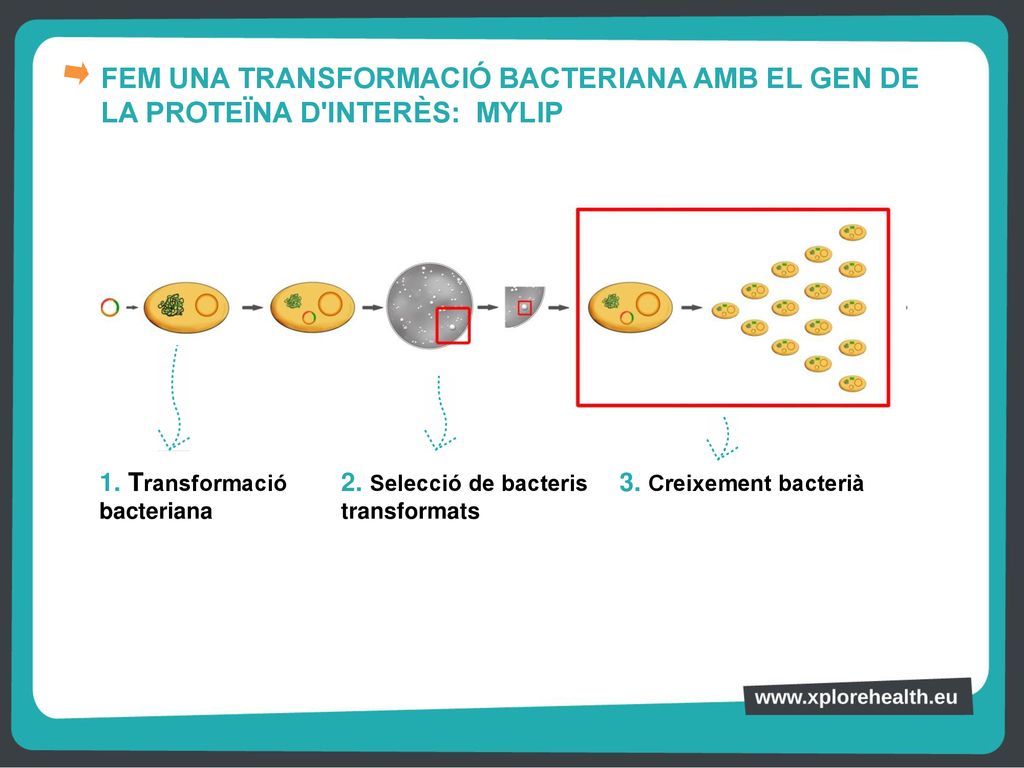 FEM UNA TRANSFORMACIÓ BACTERIANA AMB EL GEN DE LA PROTEÏNA D INTERÈS: MYLIP