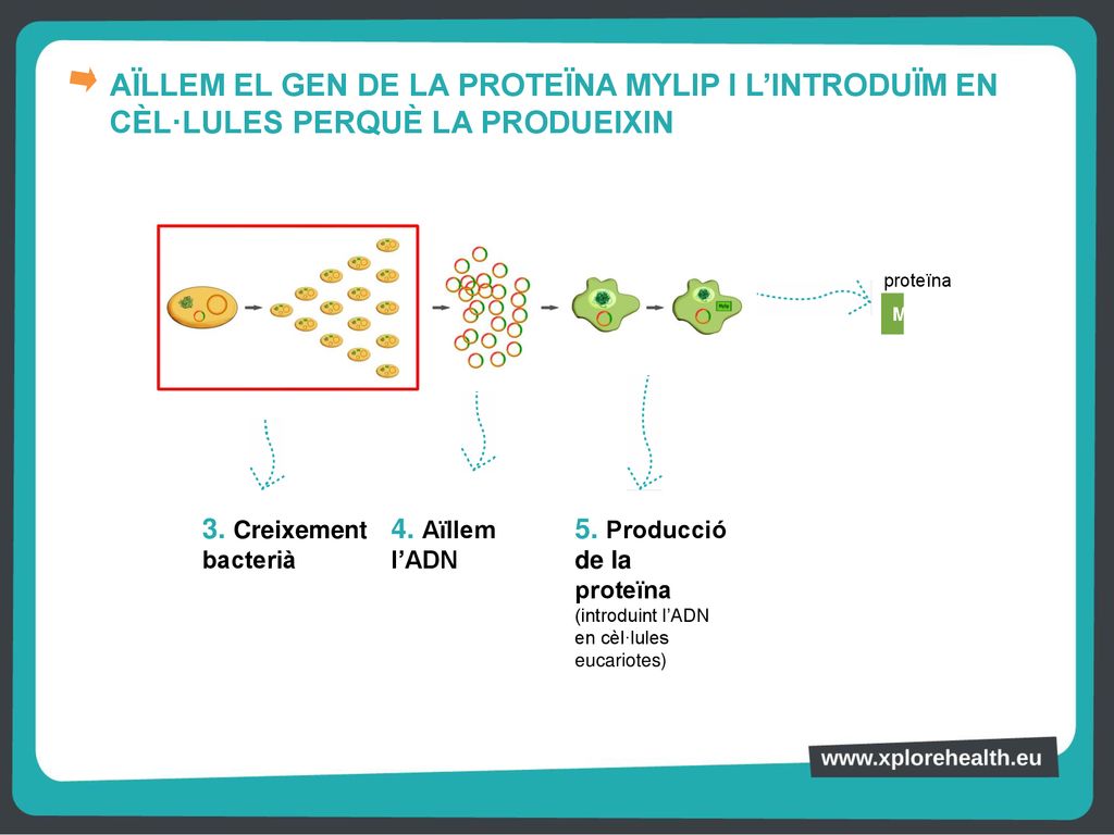 AÏLLEM EL GEN DE LA PROTEÏNA MYLIP I L’INTRODUÏM EN CÈL·LULES PERQUÈ LA PRODUEIXIN