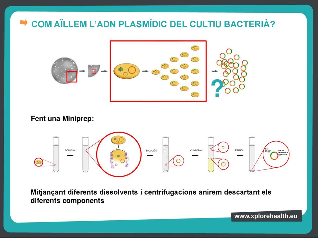 COM AÏLLEM L’ADN PLASMÍDIC DEL CULTIU BACTERIÀ Fent una Miniprep: