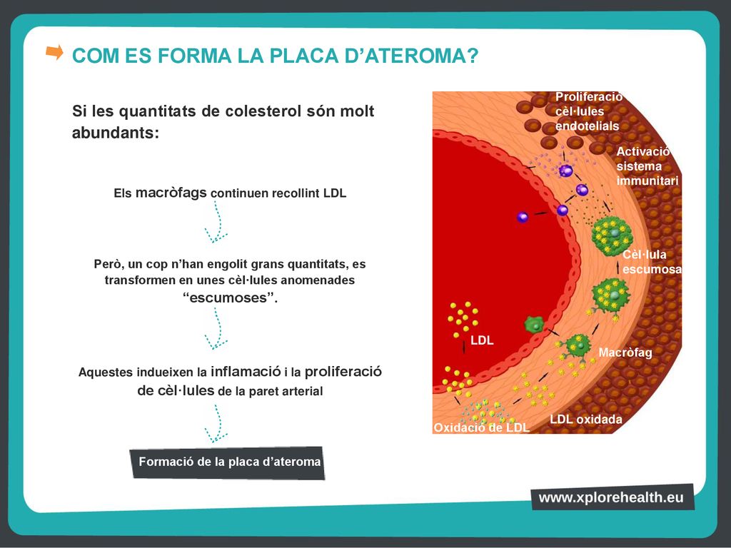 Els macròfags continuen recollint LDL Formació de la placa d’ateroma