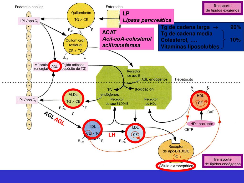 LP Lipasa pancreática. Tg de cadena larga  90% Tg de cadena media. Colesterol, …. Vitaminas liposolubles.