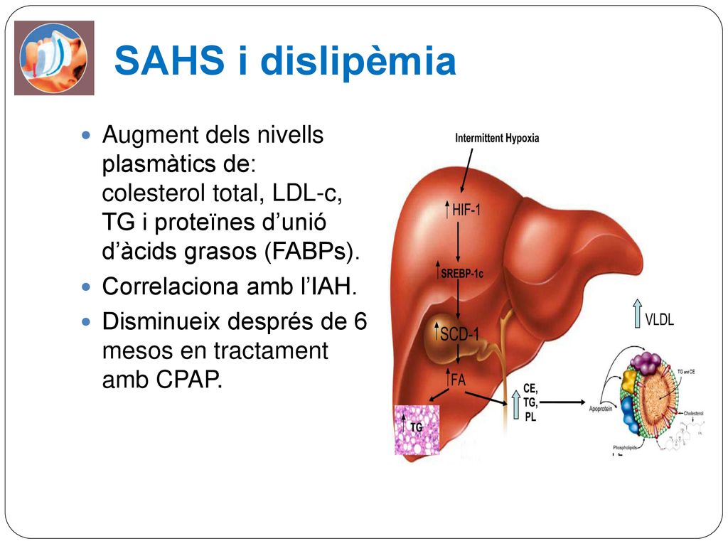 SAHS i dislipèmia Augment dels nivells plasmàtics de: colesterol total, LDL-c, TG i proteïnes d’unió d’àcids grasos (FABPs).
