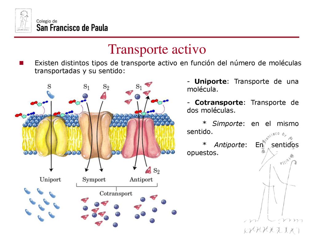 Transporte activo Existen distintos tipos de transporte activo en función del número de moléculas transportadas y su sentido: