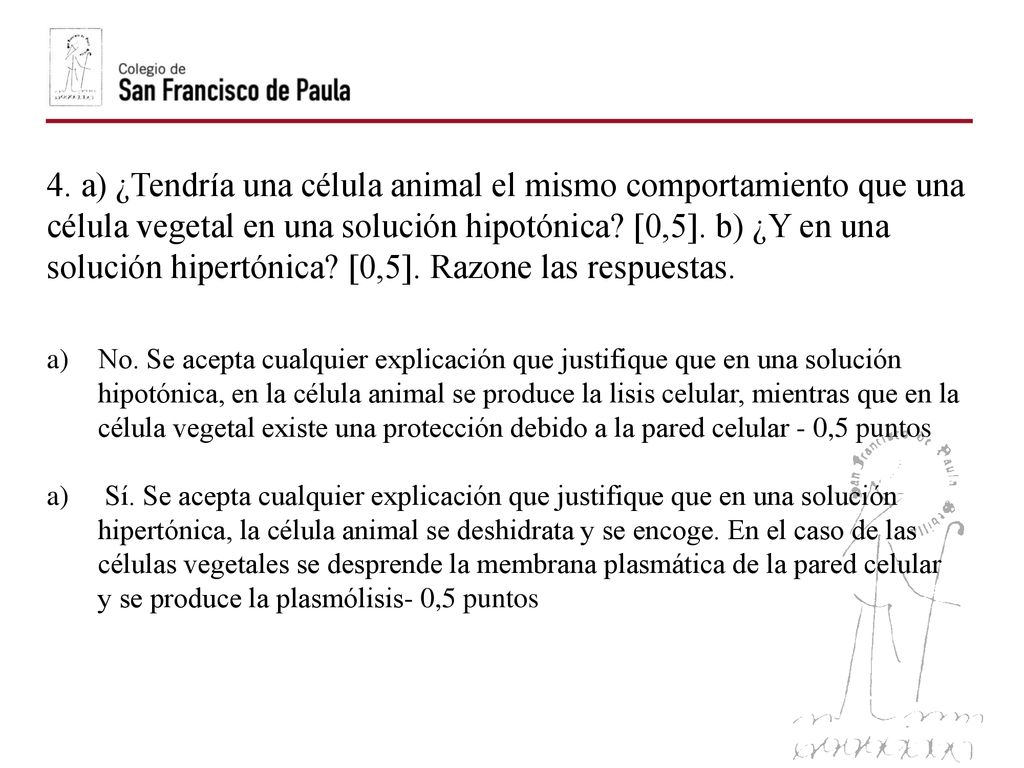 4. a) ¿Tendría una célula animal el mismo comportamiento que una célula vegetal en una solución hipotónica [0,5]. b) ¿Y en una solución hipertónica [0,5]. Razone las respuestas.