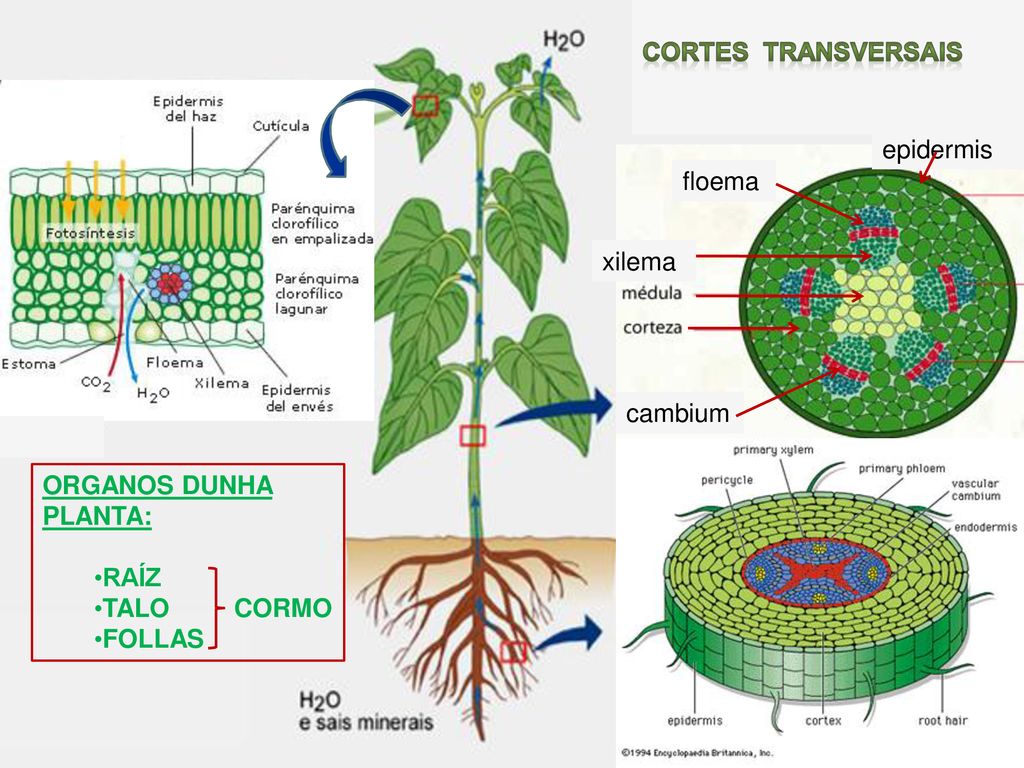 CORTES TRANSVERSAIS epidermis. floema. xilema. cambium. A. ORGANOS DUNHA PLANTA: RAÍZ. TALO CORMO.