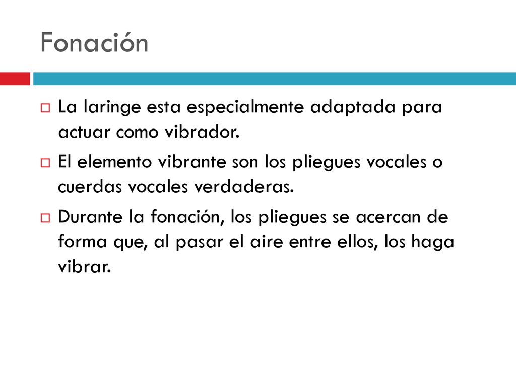 Fonación La laringe esta especialmente adaptada para actuar como vibrador.