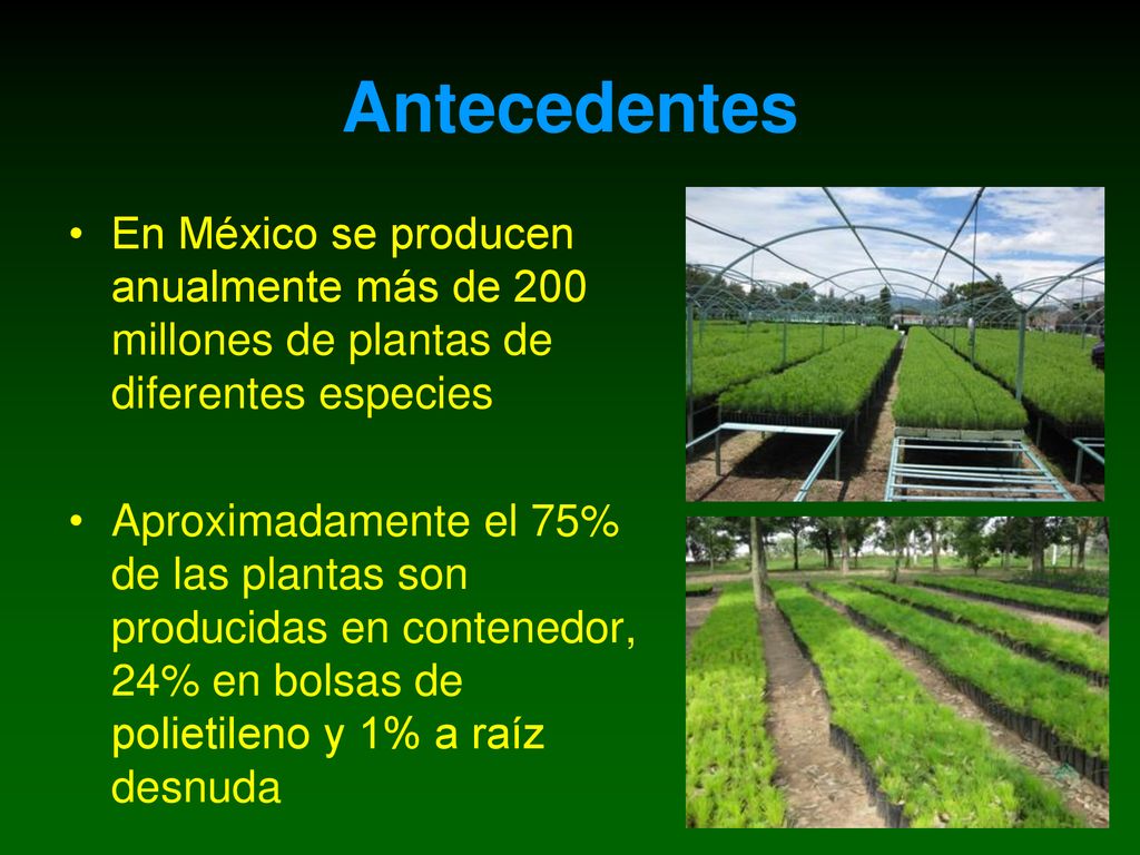 Antecedentes En México se producen anualmente más de 200 millones de plantas de diferentes especies.