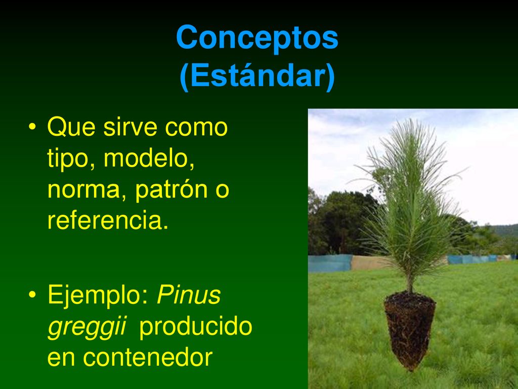 Conceptos (Estándar) Que sirve como tipo, modelo, norma, patrón o referencia.