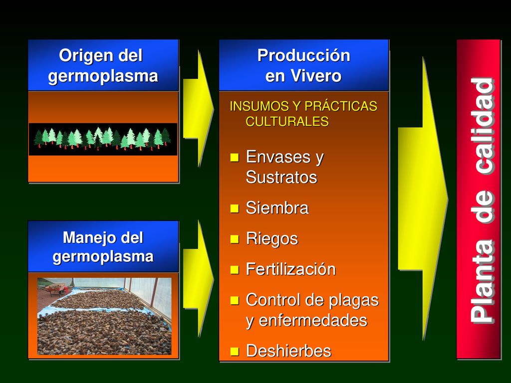 Planta de calidad Origen del germoplasma Envases y Sustratos Siembra