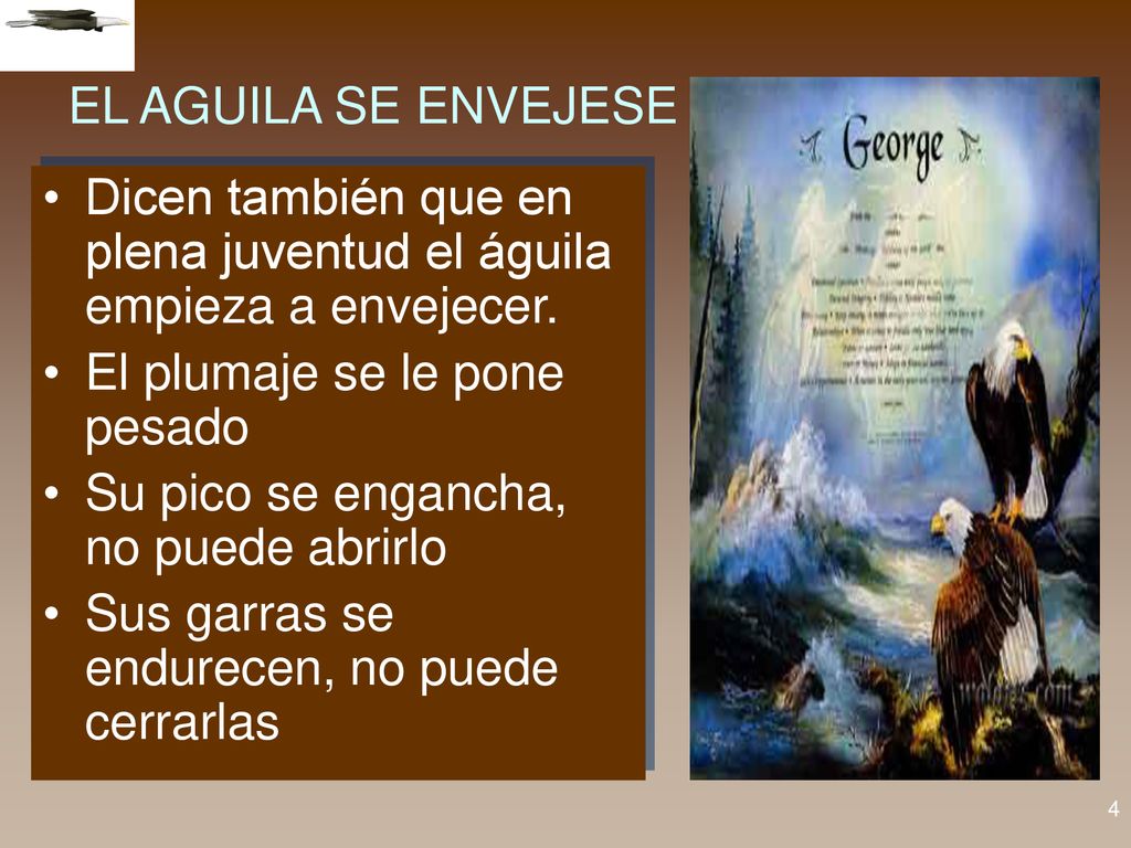 EL AGUILA SE ENVEJESE Dicen también que en plena juventud el águila empieza a envejecer. El plumaje se le pone pesado.