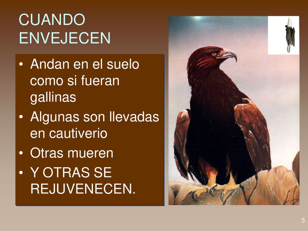 CUANDO ENVEJECEN Andan en el suelo como si fueran gallinas