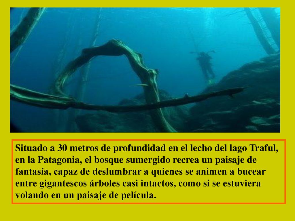 Situado a 30 metros de profundidad en el lecho del lago Traful, en la Patagonia, el bosque sumergido recrea un paisaje de fantasía, capaz de deslumbrar a quienes se animen a bucear entre gigantescos árboles casi intactos, como si se estuviera volando en un paisaje de película.
