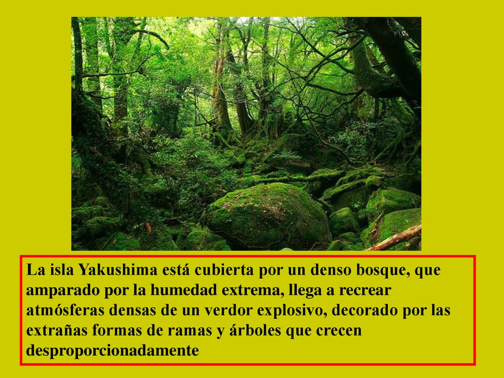 La isla Yakushima está cubierta por un denso bosque, que amparado por la humedad extrema, llega a recrear atmósferas densas de un verdor explosivo, decorado por las extrañas formas de ramas y árboles que crecen desproporcionadamente