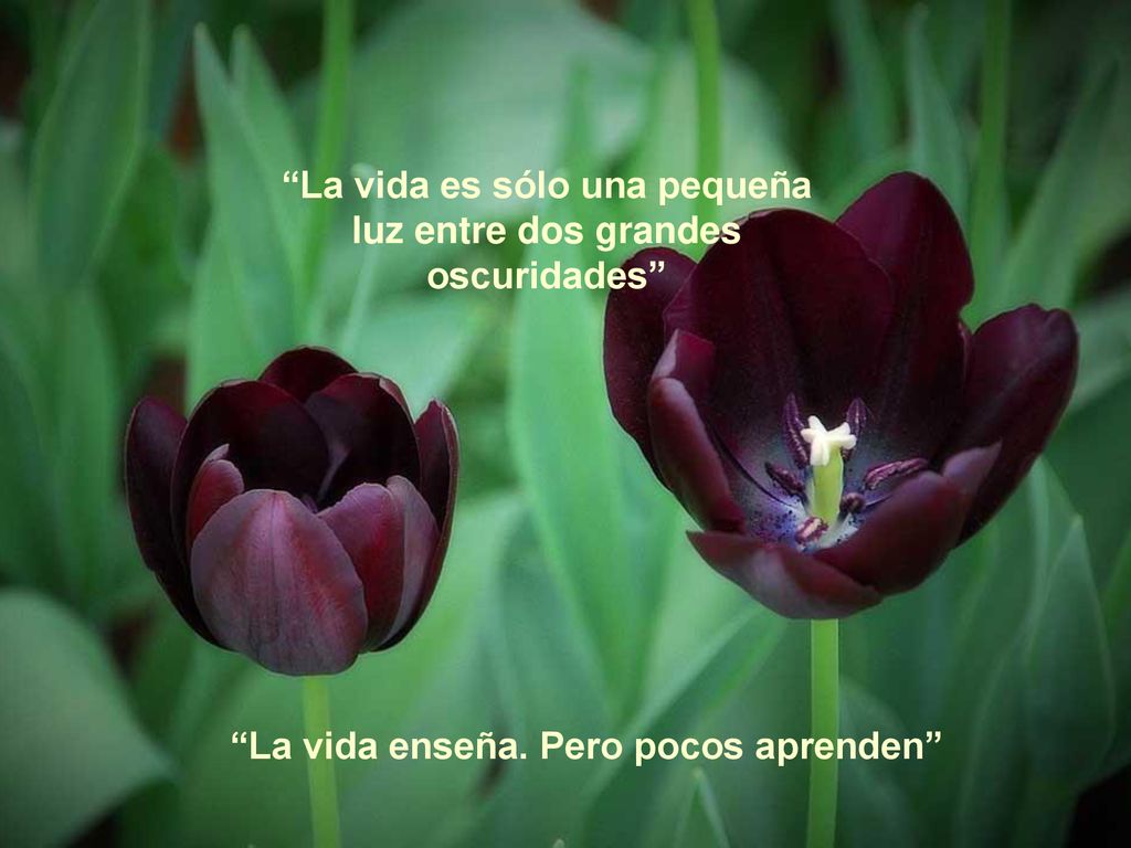 La vida es sólo una pequeña luz entre dos grandes oscuridades