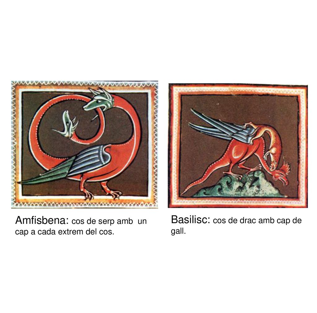 Amfisbena: cos de serp amb un cap a cada extrem del cos.