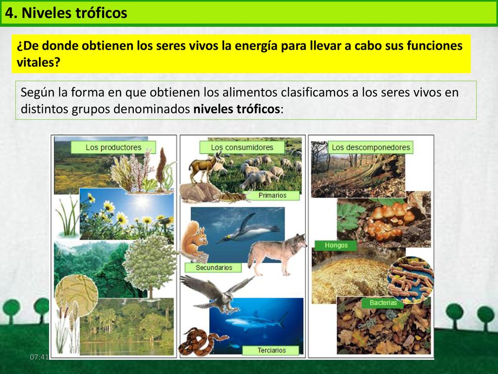 4. Niveles tróficos ¿De donde obtienen los seres vivos la energía para llevar a cabo sus funciones vitales