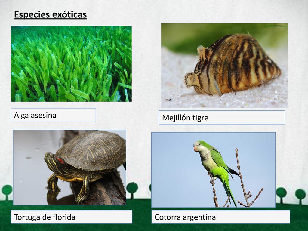 Especies exóticas Alga asesina Mejillón tigre Tortuga de florida