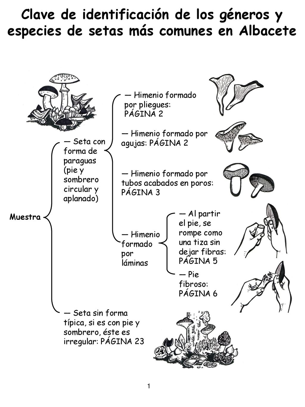 Clave de identificación de los géneros y especies de setas más comunes en Albacete