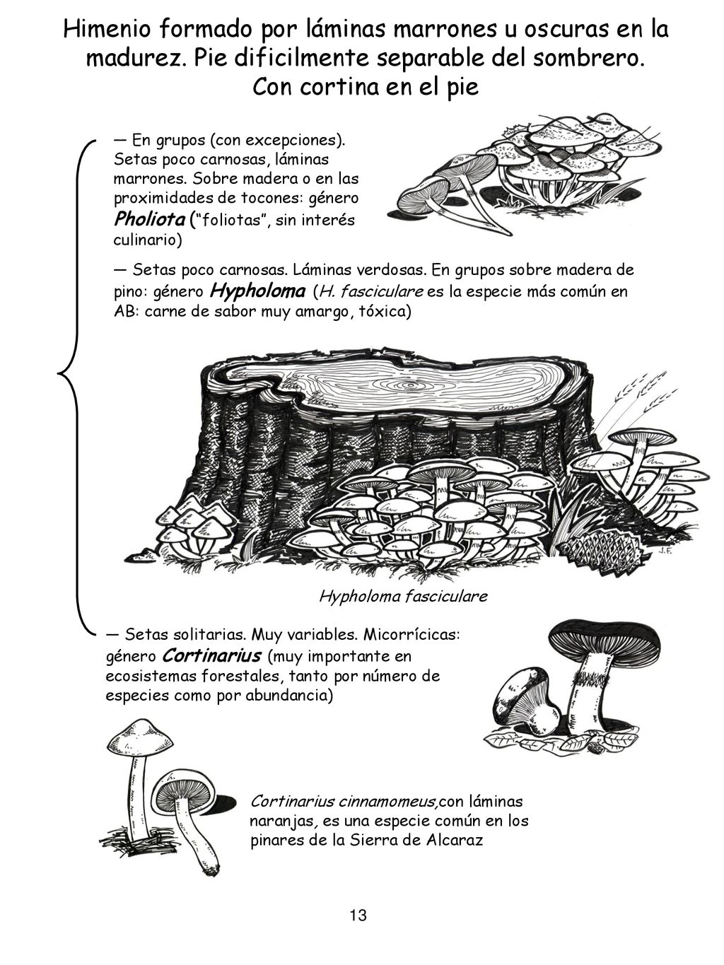 Himenio formado por láminas marrones u oscuras en la madurez
