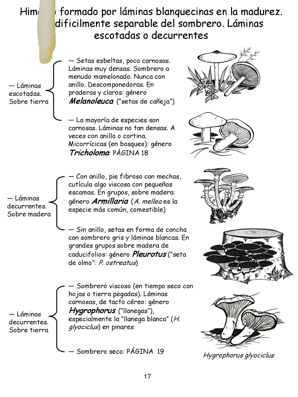 Himenio formado por láminas blanquecinas en la madurez